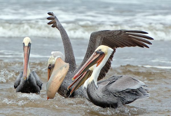 The “Reserve Inspiration” show is sponsored by the Audubon Society of Lincoln City, but it is not all about birds. Ernie Rose’s photo of brown pelicans, however, is.